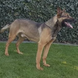 Milo-Belgian-Malinois-Protection-Dog