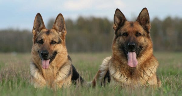 HOW TO INTRODUCE A NEW GERMAN SHEPHERD TO YOUR DOG FAMILY