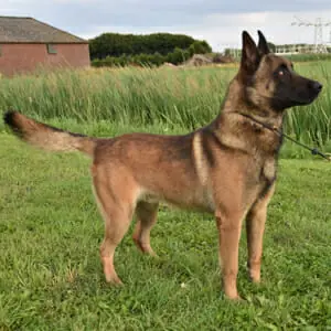Nico-1-Belgian-Malinois-Family-Protection-Dog