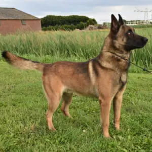 Sergeant Rex(Sarge) : r/BelgianMalinois