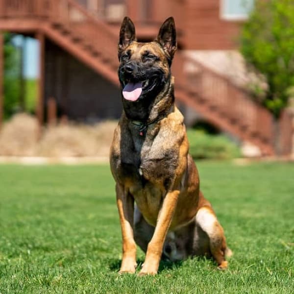 Malinois dog deals k9 breeds