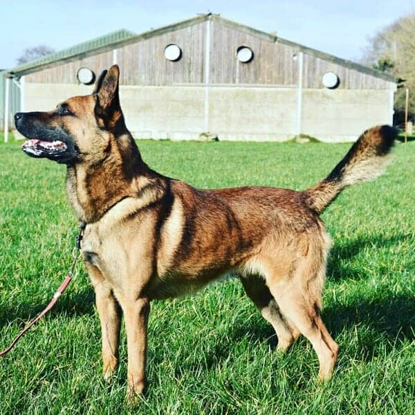 Nijo-1-Belgian-Malinois-Family-Protection-Dog