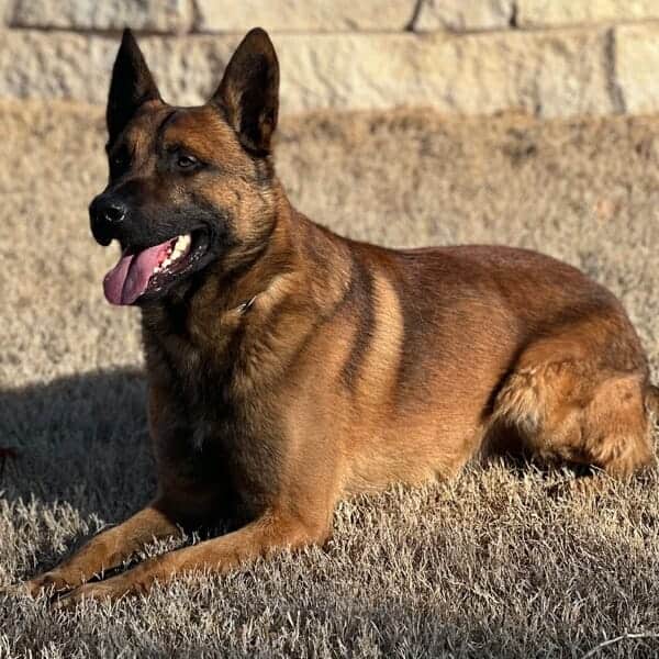 Nijo-6-Belgian-Malinois-Family-Protection-Dog