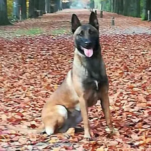 Nikki-4-Belgian-Malinois-Family-Protection-Dog