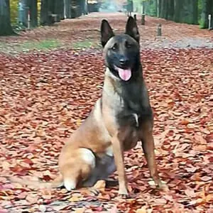 Sergeant Rex(Sarge) : r/BelgianMalinois