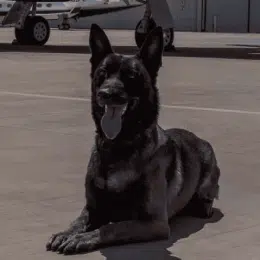 POLICE K9 MASTER TRAINERS