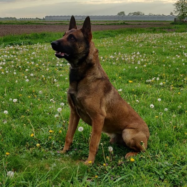 Pablo-Belgian Protection Dog K9 for sale