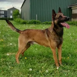 Pablo-German-Shepherd-Protection-Dog-250x250