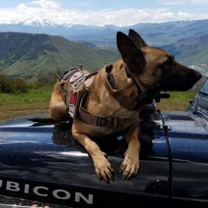 Cowboy is a Top Tier Malinois Protection Dog - Scott's K9