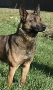 Puk is a Belgian Malinois Trained Family Protection Dog