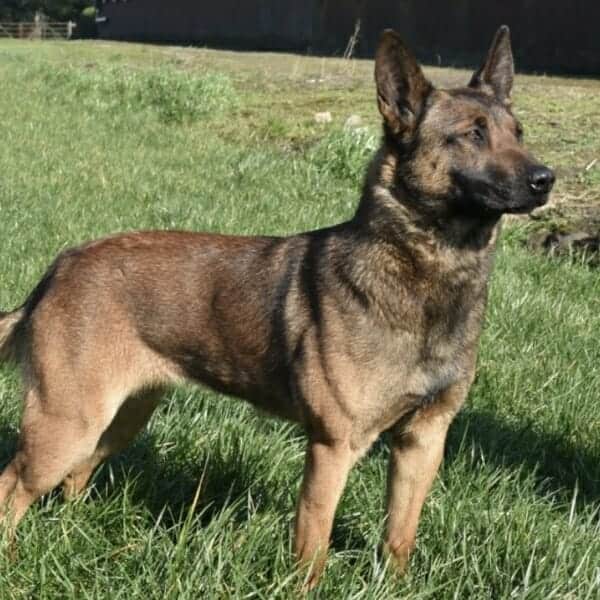 Puk-1-Belgian-Malinois-Family-Protection-Dog