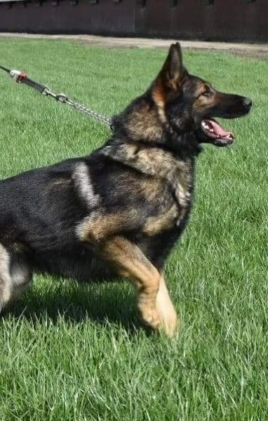 Rambo-German-Shepherd-Guard-Dog
