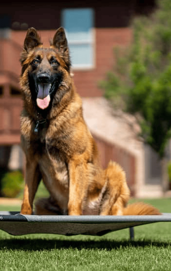 Reno is a Tervuren Executive Protection Dog
