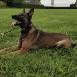 Robbie-Belgian-Malinois-Family-Guard-Dog-for-Sale