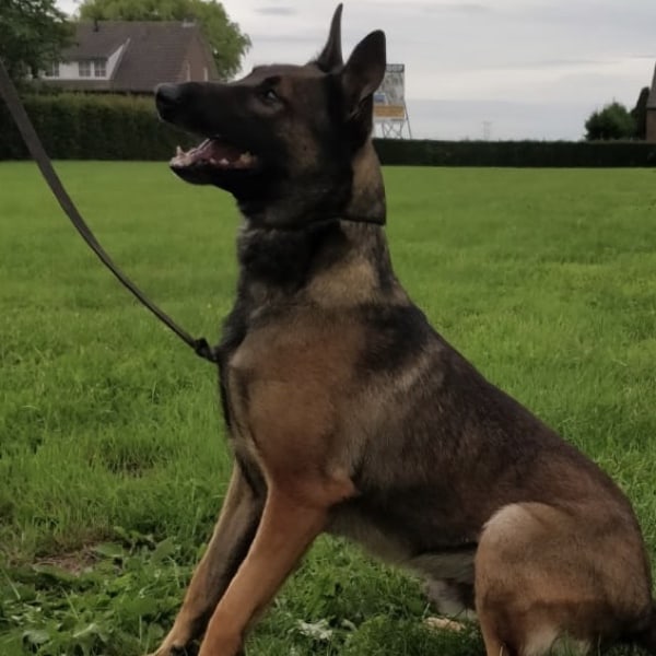 Robbie Malinois Family Protection Dog K9 for sale