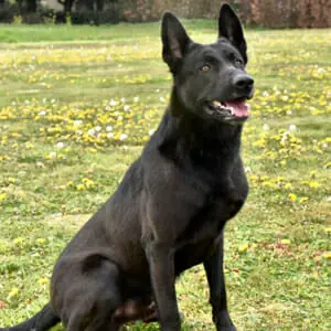 Rocky-1-Belgian-Malinois-Family-Protection-Dog