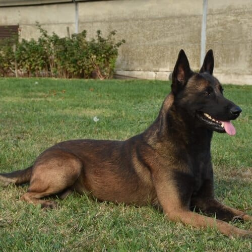 Rossi-Belgian-Malinois-Family-Protection-Dog-1