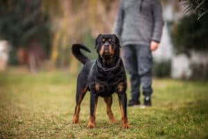 Rottweiler