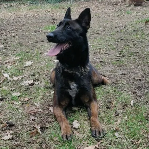 Tosca Malinois Family Protection Dog K9 for sale