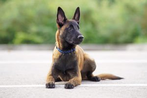 Trained-Family-Protection-Dogs-300x200