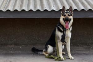 Trained Guard Dogs German Shepherd seating behavely