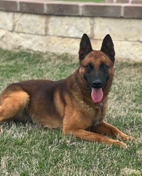 Turbo is a Belgian Malinois-trained family Protection Dog