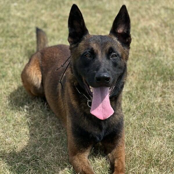 Twix is a Belgian Malinois Family Protection Dog