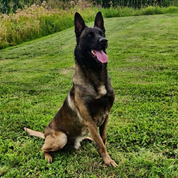 Willie-4 Malinois Family Protection Dog K9 for sale