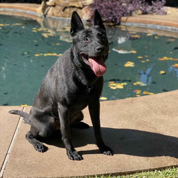 Xantos Malinois Family Protection Dog K9 for sale