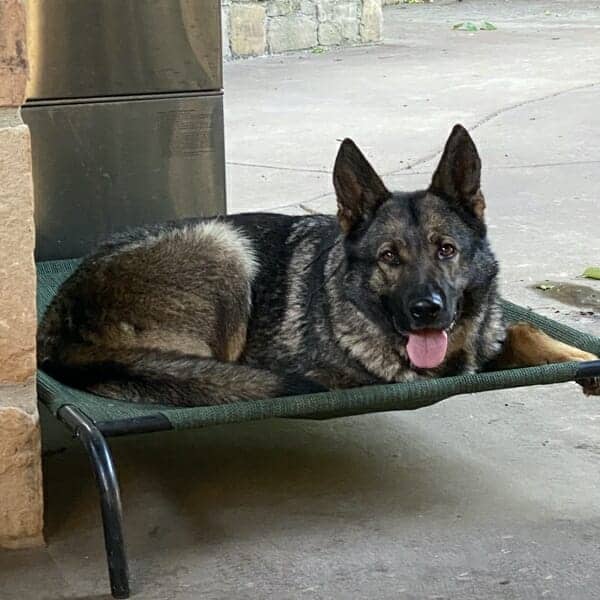 Yenna-4-German-Shepherd-Protection-Dog-For-Sale