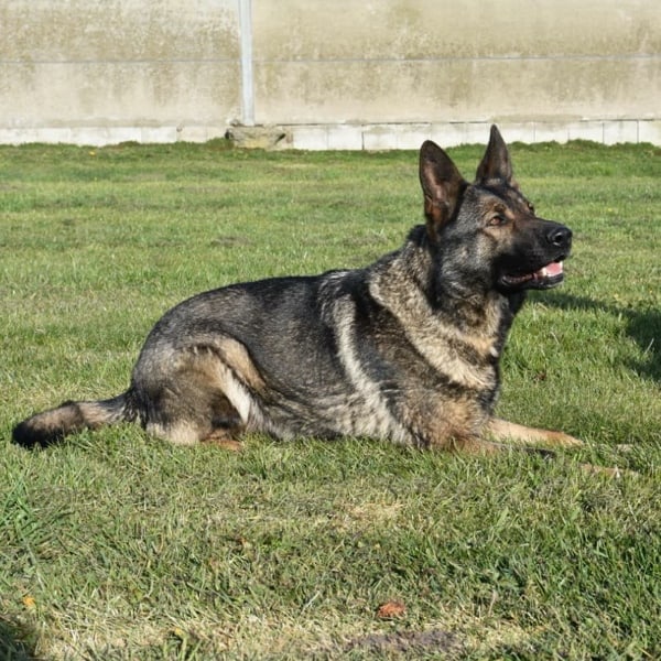 Yenna-German-Shepherd-Protection-K9-B