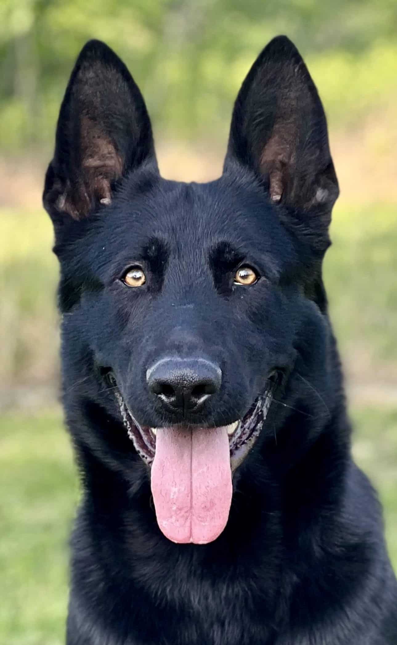 Axel German Shepherd Expertly Trained for Executive and Family Protection