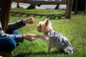 small dog trained with professional dog trainer