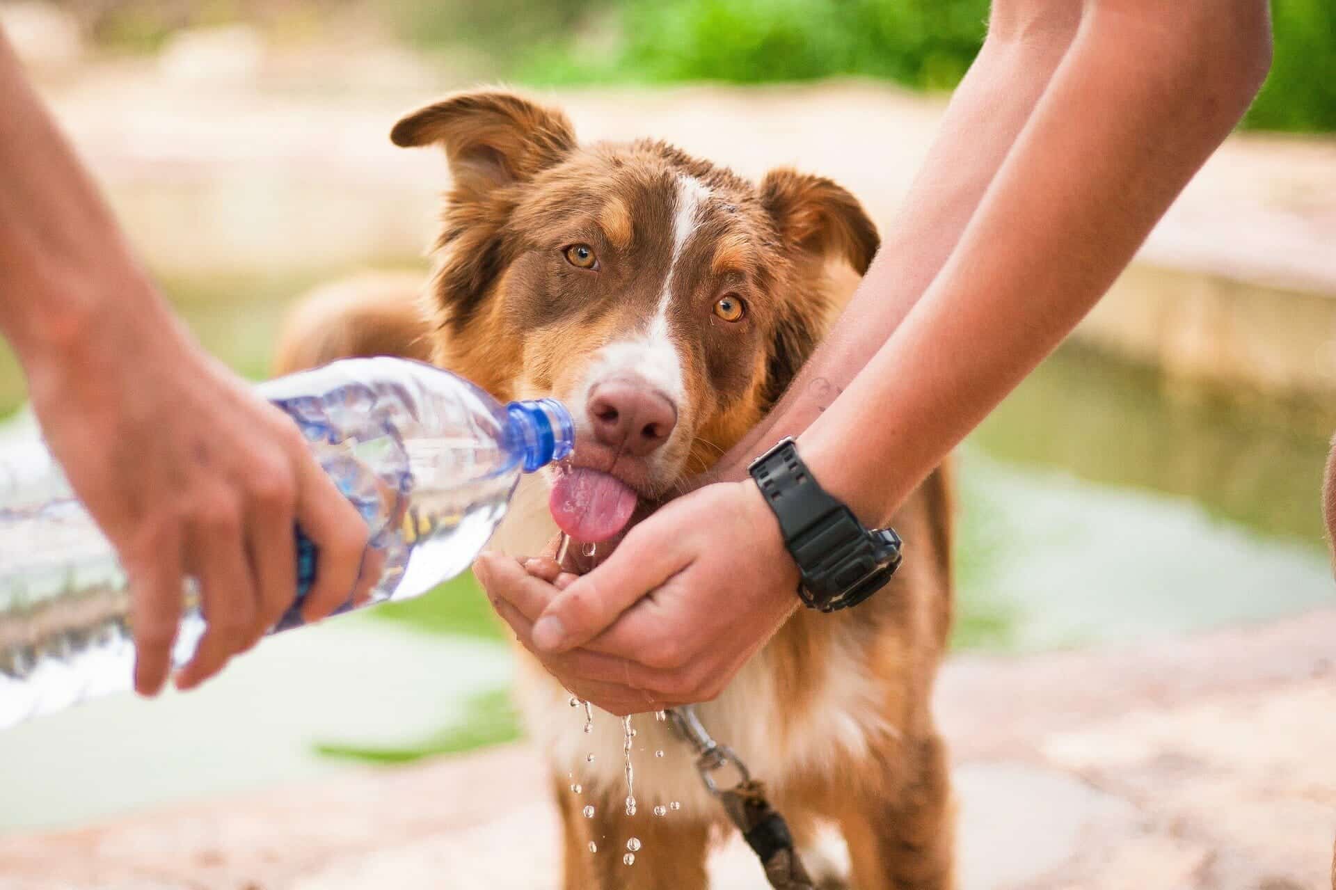 protection dog drinking a water after k9 training