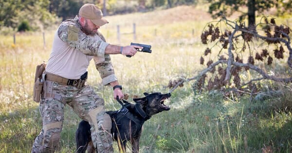 TOP QUALITIES TO LOOK FOR IN A POLICE K9