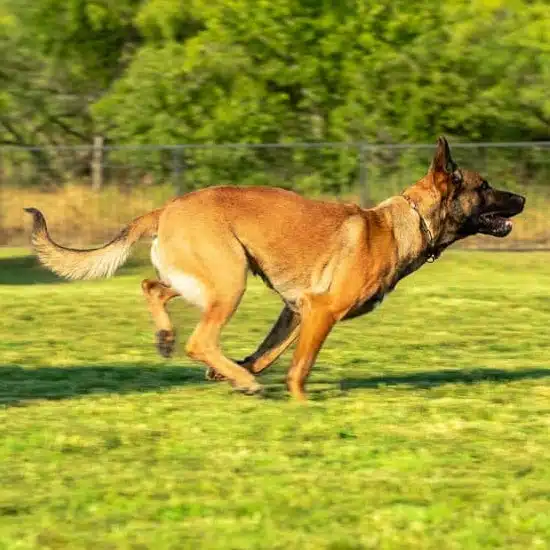 Belgian Malinois  Noah's Ark Veterinary Hospital