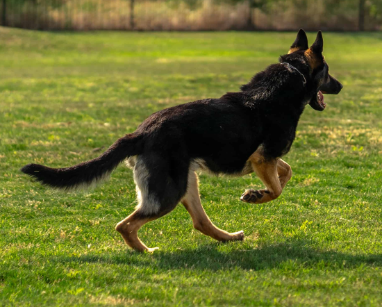Trained Executive Dogs running at the field of FORT WORTH, TEXAS