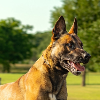 trained protection dog for celebrities and executives mobile banner