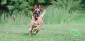 running-dog-672641-300x145