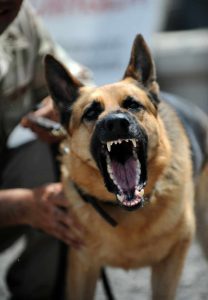 police dog barking to someone