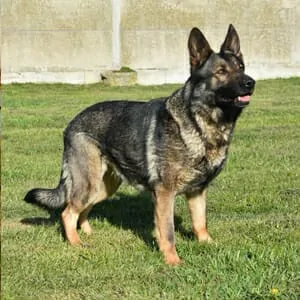 Scott's K9 Yenna