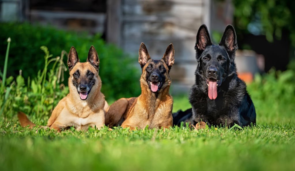 There are three dogs on the lawn - a black German shepherd and two Belgian Malinois shepherd dogs.