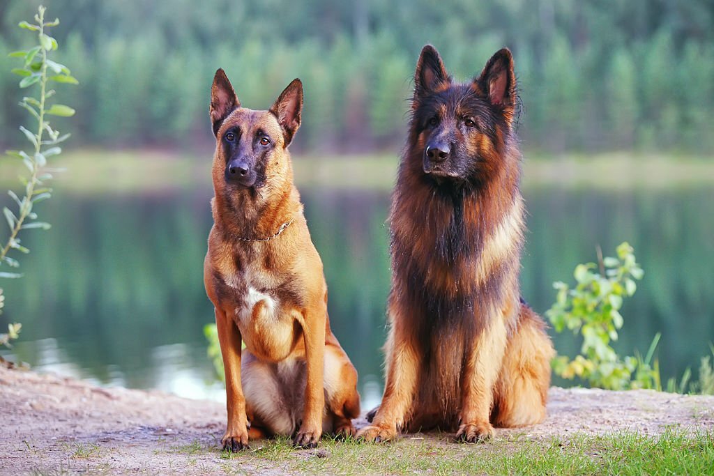 Belgian Malinois and German Shepherd sitting together
