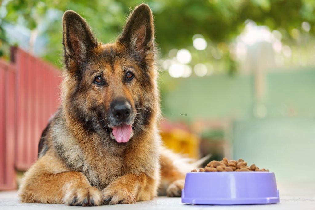 German Shepherd dog lying next to a bowl