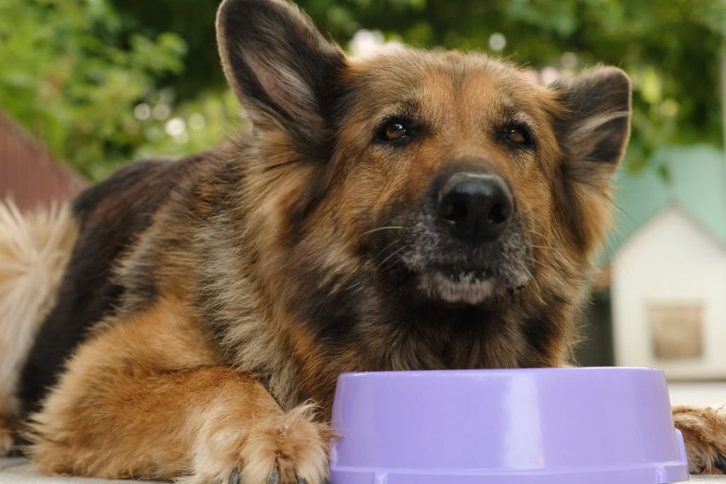German Shepherd dog eating dog food from a bowl.