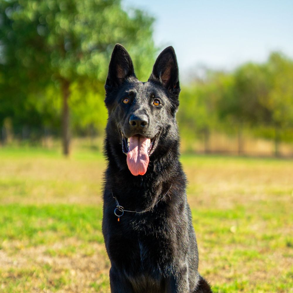 Trained German Shepherd Protection Dog Bandit | Expertly Trained by ...