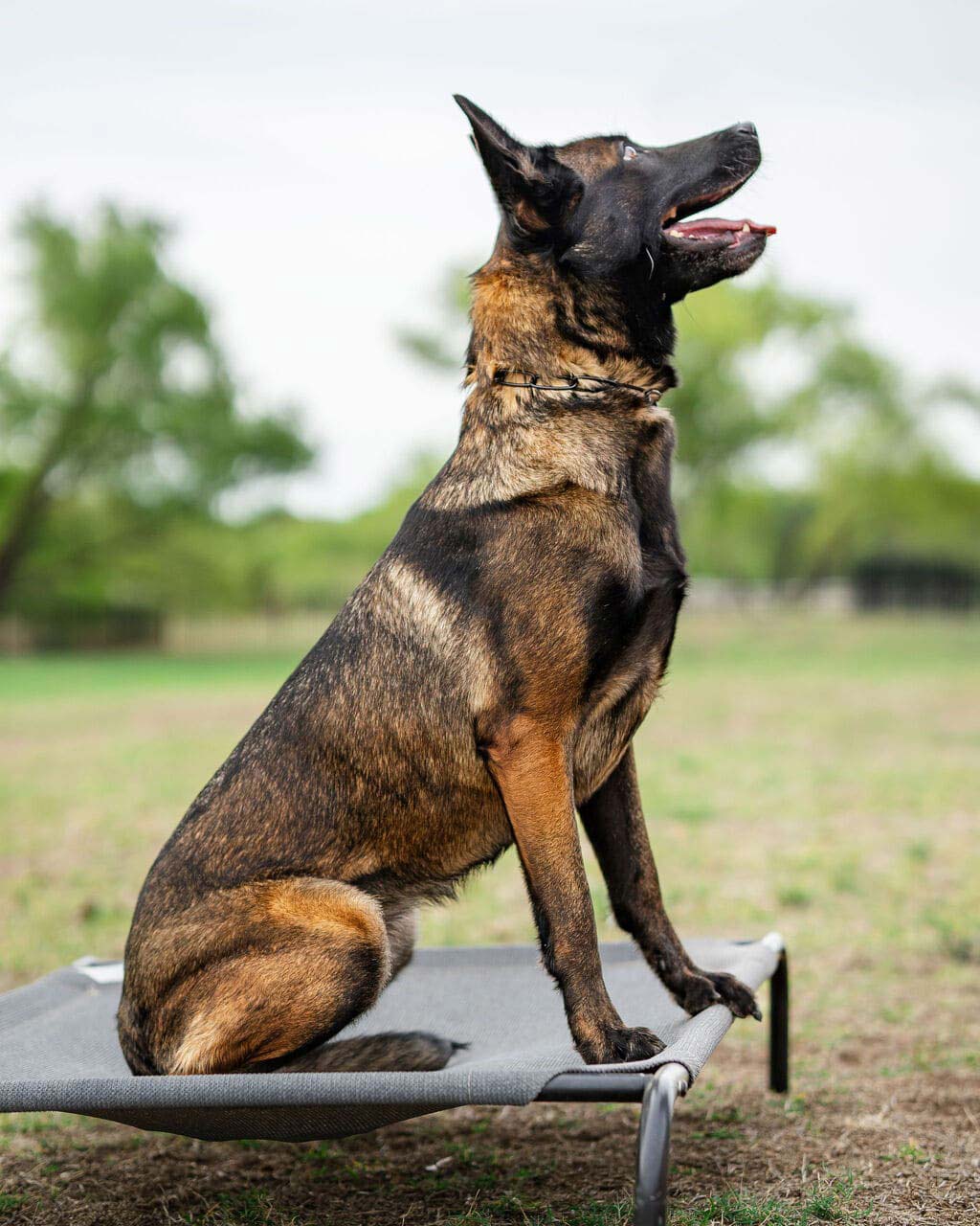 Magnificent Female Malinois Dutch Import Protection Dog