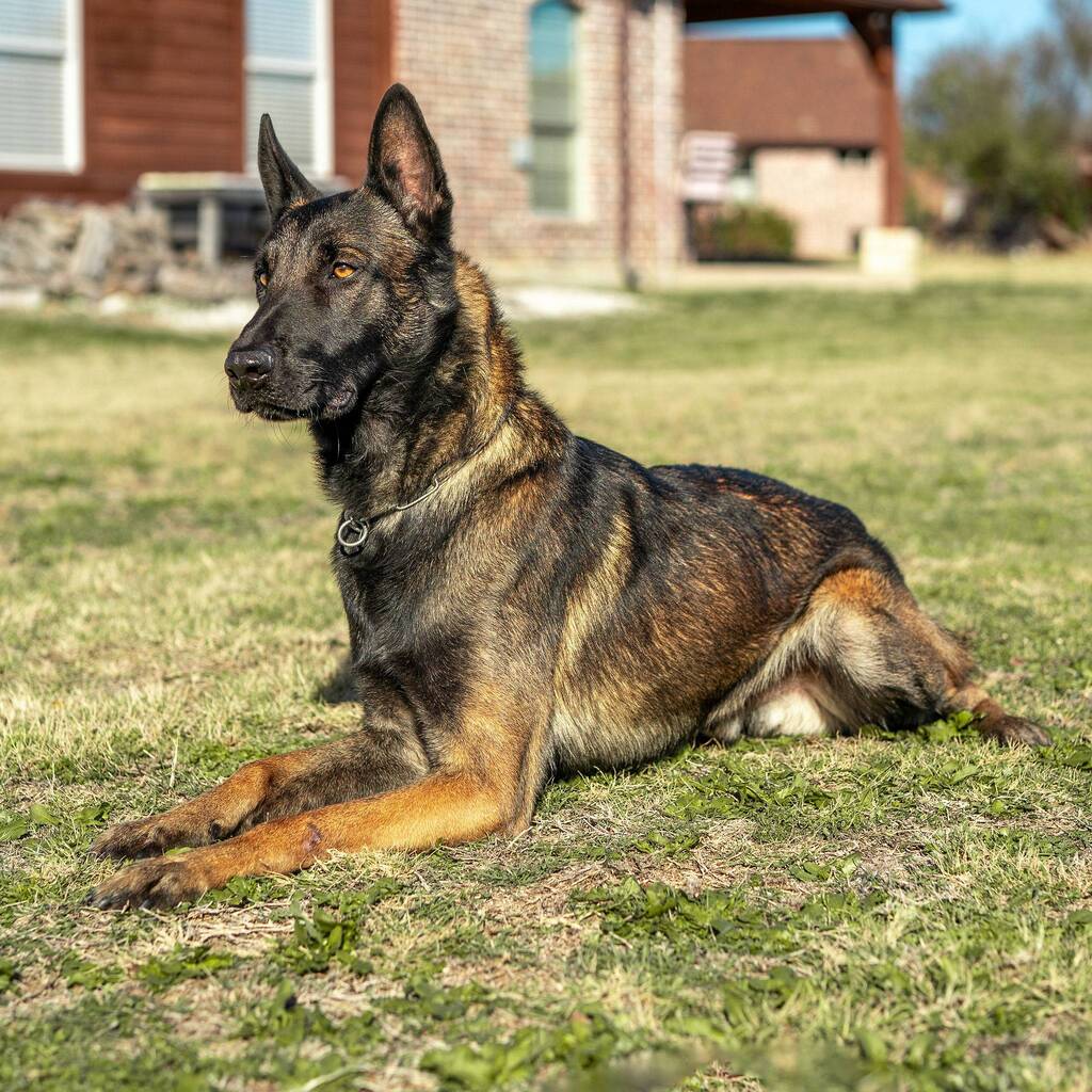 Tazer K9 Malinois French Import Family Protection Dog Sitting Position Side Face