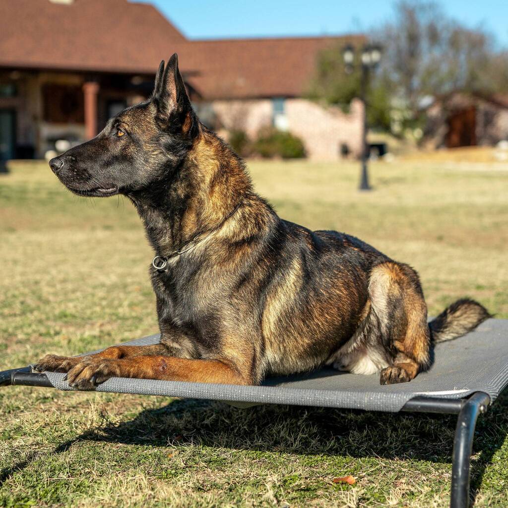 Tazer K9 Malinois French Import Family Protection Dog Sitting Position on Chair Side Face