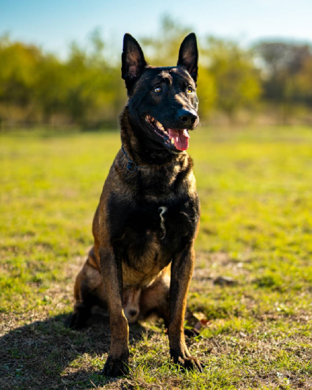 Django is a certified Royal Dutch Police Dog